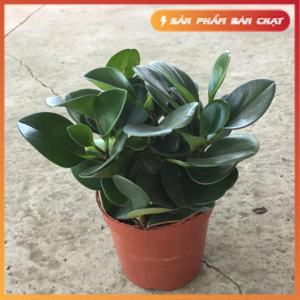 Cây trường sinh trồng chậu đỏ đường kính 20cm nhiều nhánh lá xanh đẹp