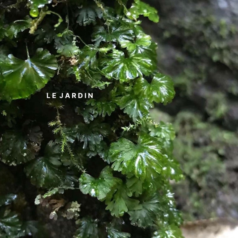 Rêu Cánh Quạt, Rêu Hiếm, Rêu Terrarium, Rêu Xanh setup hồ bán cạn, tiểu cảnh, terrarium