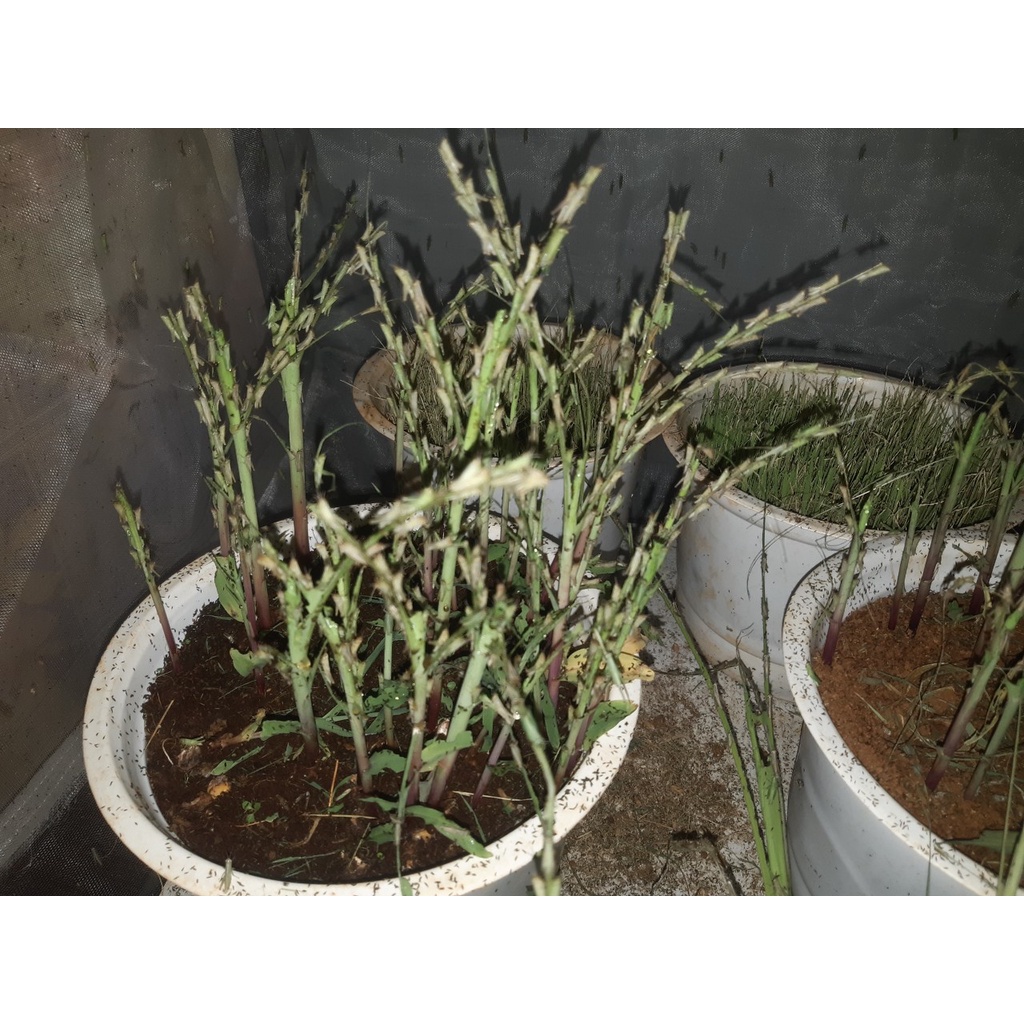 KÉN TRỨNG CÀO CÀO CỐM +20%