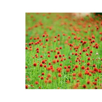 100h Hạt Giống Hoa Cúc Bách Nhật Đỏ