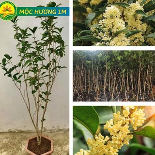 Cây giống Mộc Hương Choai 1M - Hoa tuôn như suối, hương thơm ngào ngạt