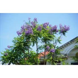 Cây phượng tím cao 40-50 cm (ảnh thật) ( cây siêu sớm có bảo hành)