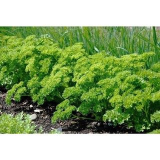 2gr hạt giống ngò tây parsley siêu xoắn