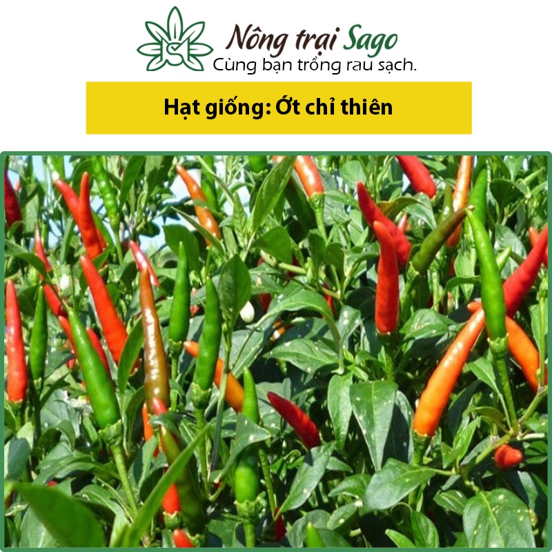 Hạt giống Ớt Chỉ Thiên Lai F1 Trái Dài, Kháng Bệnh Tốt, Trồng Quanh Năm - Nông Trại Sago