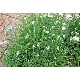 1gr hạt giống hẹ xanh cao sản