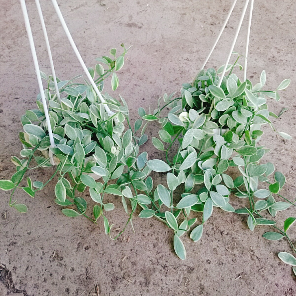 Cây lan đô la cẩm thạch - cây lan hạt dưa - chậu cây cảnh treo tường và ban công - caykiengsadec