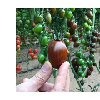 20h hạt giống cà chua cherry nâu đỏ chịu nhiệt