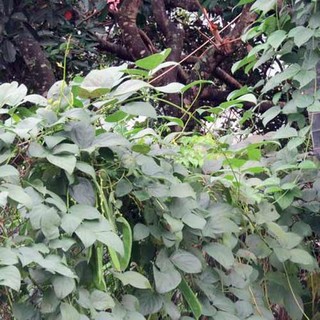 hạt giống đậu ngự nấu chè 5 hạt