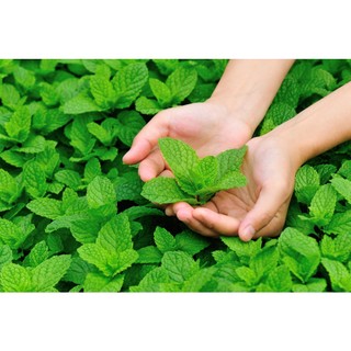 100h hạt giống bạc hà spearmint