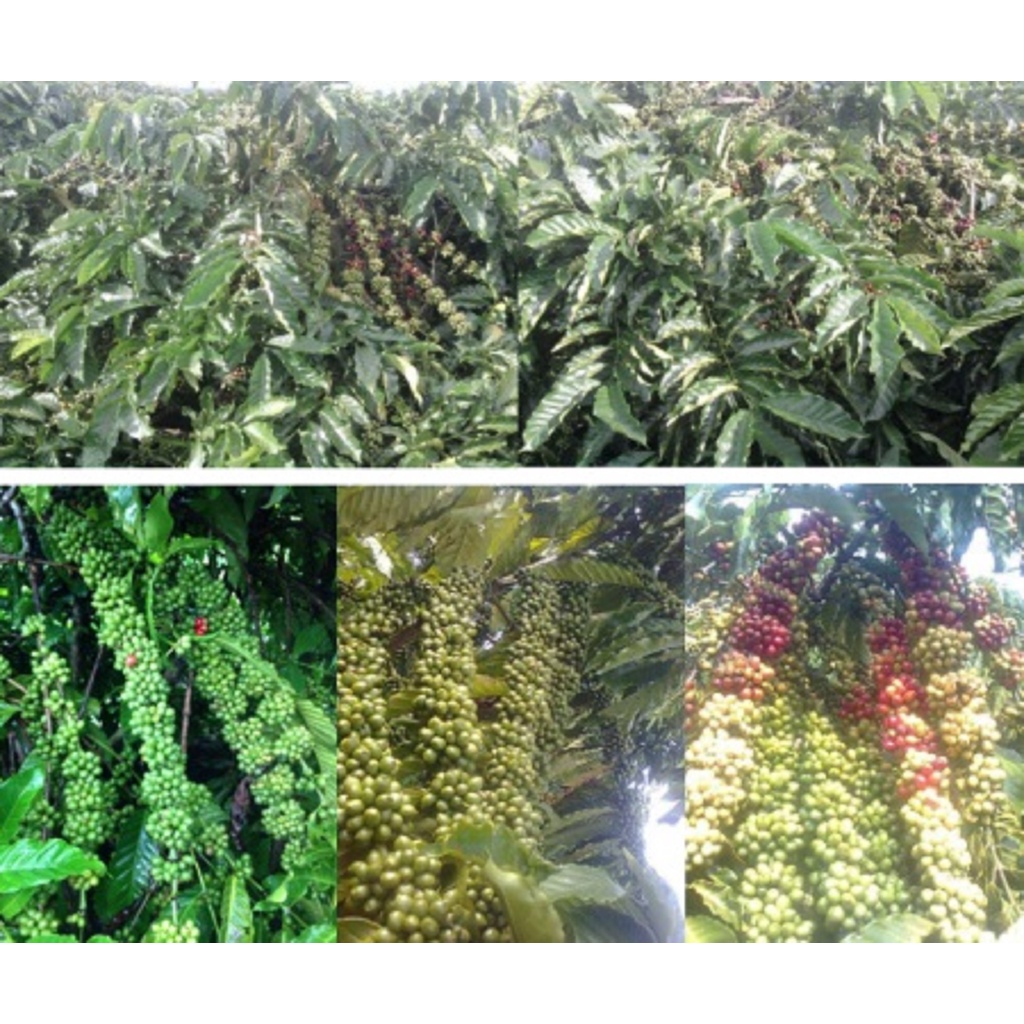 1 KG Hạt giống Cà Phê VỐI CAO SẢN Lá Xoài  - HẠT TUYỂN CHỌN TỪ CÂY MẸ. KÈM HƯỚNG DẪN ƯƠM]