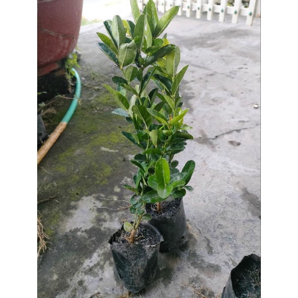 Cây siro 15k, hàng đẹp,khoẻ, dễ chăm sóc,mau cho trái