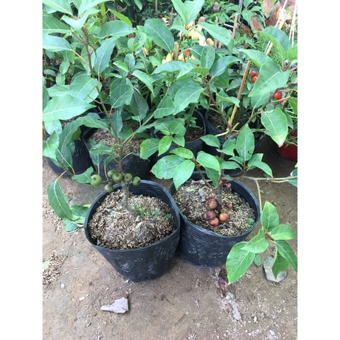 Cây sung nếp ta, lấy quả, lá,làm phôi kiểng siêu trái-cây giống