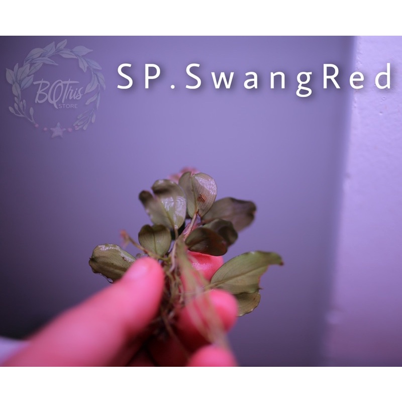 Bucep SP. SwangRed | hàng ngọn | lá cạn hình tròn | cây đẹp