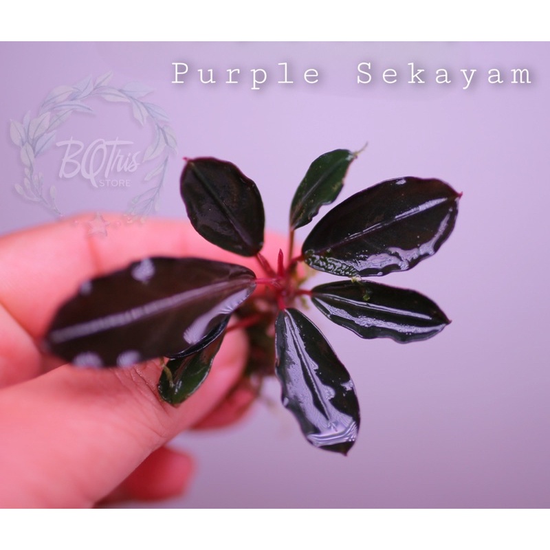 Bucep Purple Sekayam | hàng ngọn | lá cạn | cây thuỷ sinh
