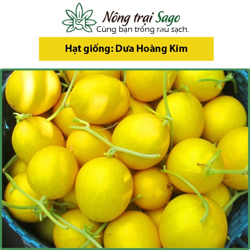 Hạt giống Dưa Hoàng Kim Trái To, Ngọt, Trồng Quanh Năm - Nông Trại Sago