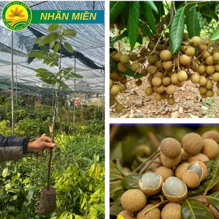 Cây Giống Nhãn Miền Thiết Khoái Châu Hưng Yên giống cây khỏe ít sâu bệnh, quả to, hạt nhỏ, mọng nước