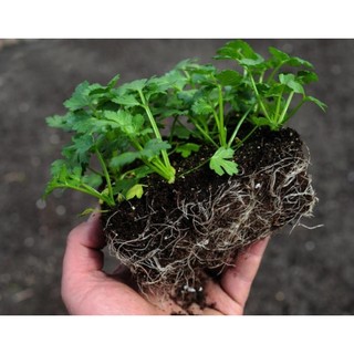 Hạt giống cần tây 5gr