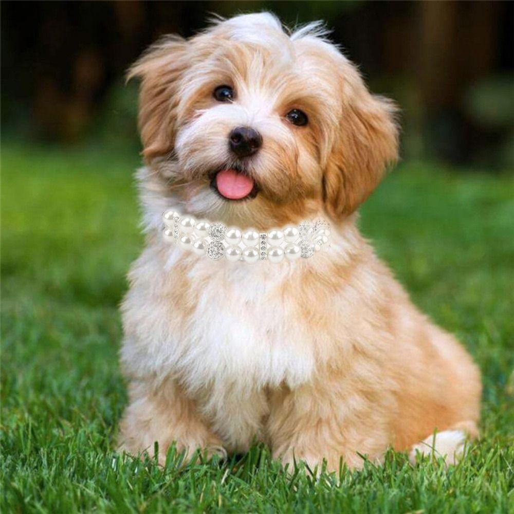 [COD] Vòng Cổ TùY ChỉNh Cho Thú Cưng