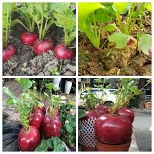 Hạt Giống Củ Cải Đỏ Khổng Lồ 100 hạt