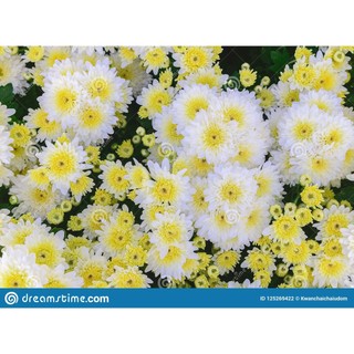 100h hạt giống hoa cúc chi vàng