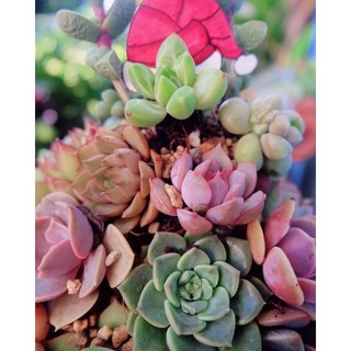 [ HOẢ TỐC] Cây NOEL SEN ĐÁ 🌲🎄🌲🎄
