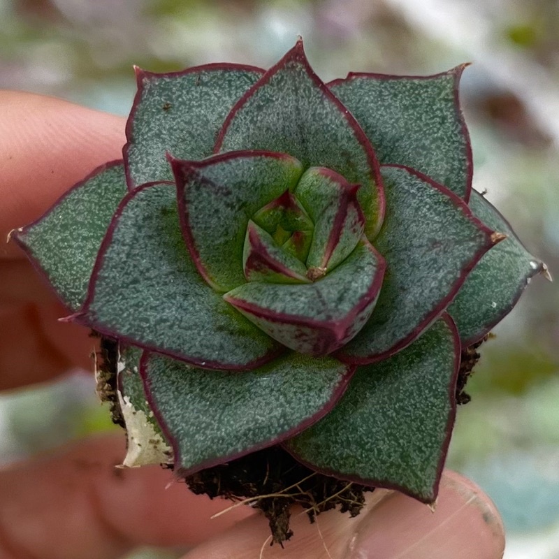 Cây sen đá Bông Hồng đen size mini 2-2,5cm THUANPHAT GARDEN, màu đỉnh, lỗi 1 đổi 1