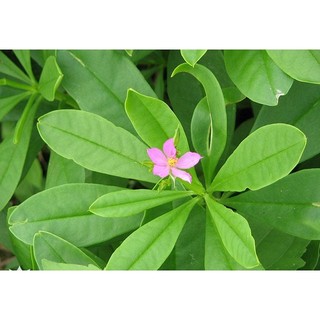 Chậu mềm sâm đất thảo dược🍀🌱