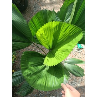 Cây kè Nhật , CỌ NHẬT size  cao 1m (chỉ giao hỏa tốc HCM)