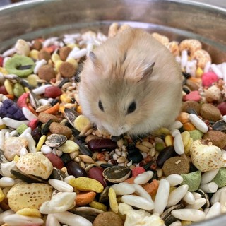 Thức ăn trộn dinh dưỡng cho hamster - thức ăn chính