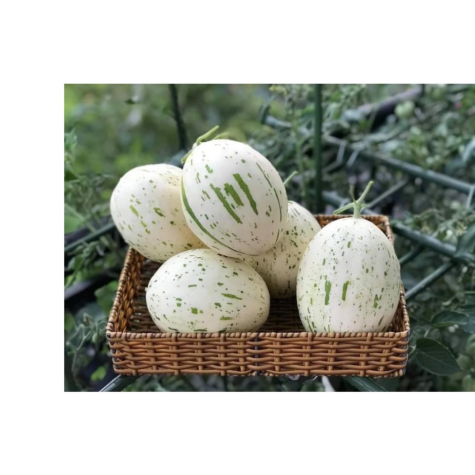 5h Hạt Giống Dưa Lê Đốm Hàn Quốc