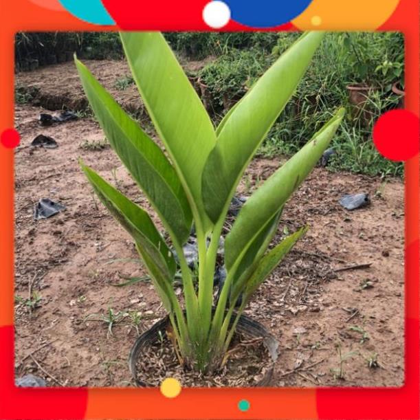 ĐẠI HẠ GIÁ Cây chuối rẻ quạt, Cao 60cm lá xanh mướt sức sống cực mãnh liệt,dễ chăm sóc