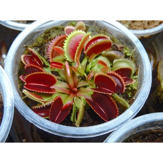 Cây Bẫy Kẹp  venus flytrap G16 size lớn