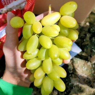 Cây nho giống xanh trái dài.