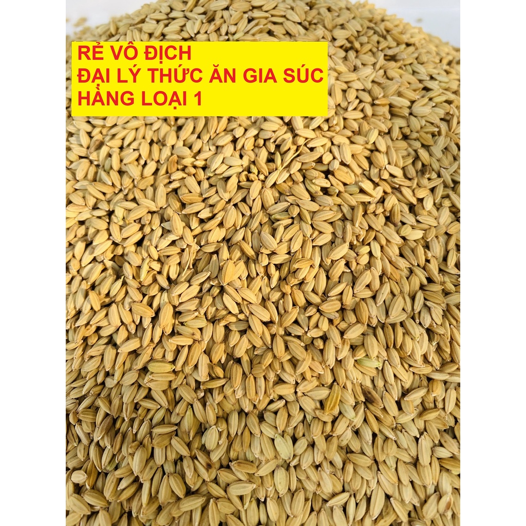 Lúa Tiêu Ruột Đỏ Hạt Nhỏ - Giá Sỉ Khi Mua Lẻ