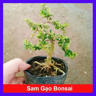 Cây Linh Sam Hạt Gạo Bonsai - cây cảnh bonsai để bàn - cây cảnh đẹp - caykiengsadec