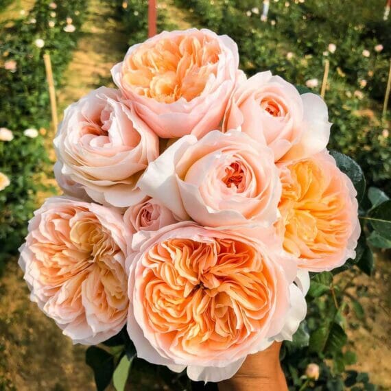 Hoa hồng Juliet Rose - hồng bụi, hoa thơm