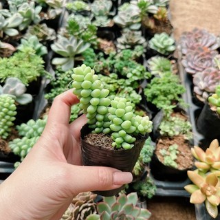 Sen đá chuỗi ngọc size bầu 3-5 cm xuất vườn đà Lạt