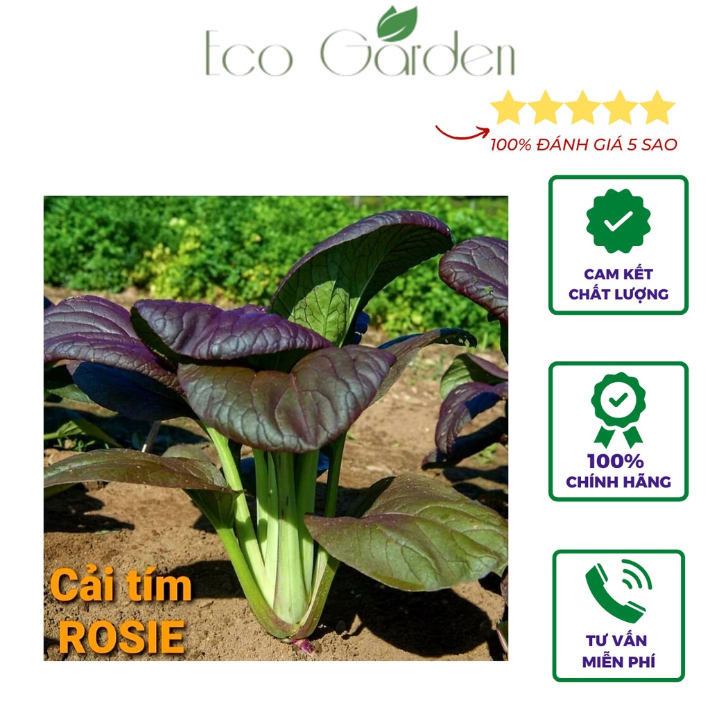 Hạt Giống Cải tím Rosie dễ trồng nhập Mỹ - Johnny's Seeds