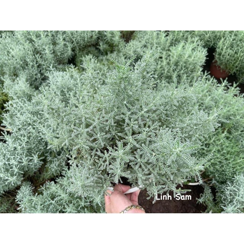 Santolina/cotton lavender