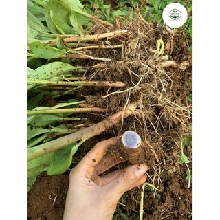 CÂY GIỐNG NGHỆ ĐEN (giống chuẩn)