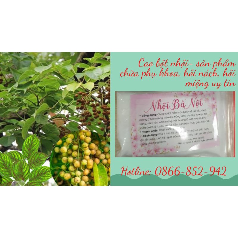 Nhội ( Cao bột cây nhội)