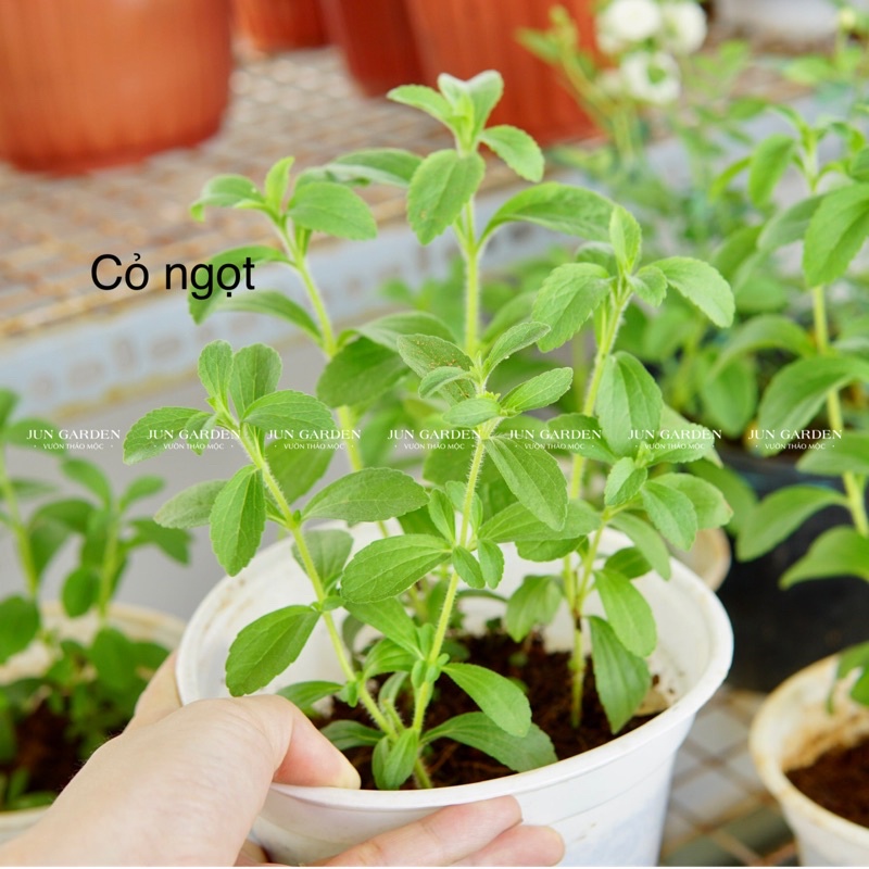 Cây cỏ ngọt stevia tốt cho giảm cân, ti.ể.u đường, dùng thay đường hàng ngày, kèm cách trồng cây cỏ ngọt