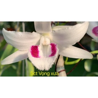 Cốc lan phi điệp đột biến 5 cánh trắng VỌNG XƯA (5CT), hoa cực đẹp, cực hiếm, hàng gieo hạt, cây y hình