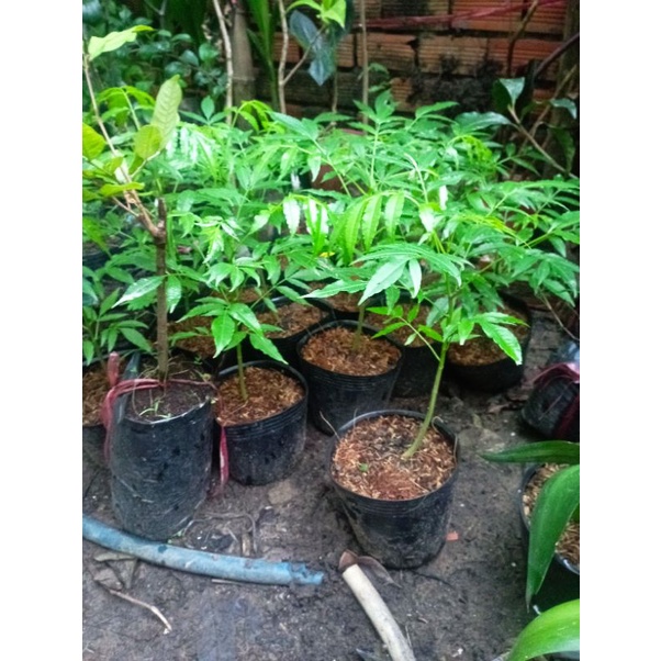 Cây cóc Câỳ Thái