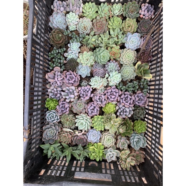 Sen bầu trồng tại đà Lạt