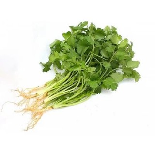 combo 10bụi ngò rí