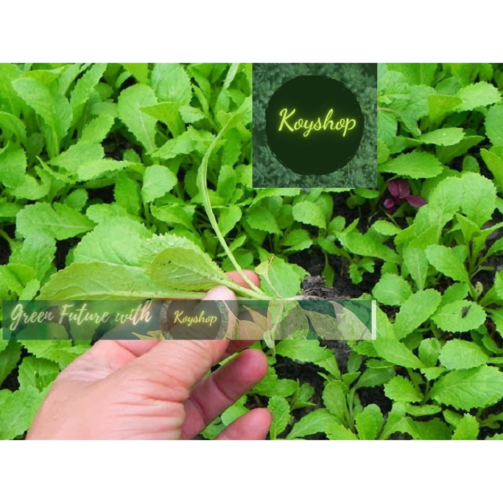 Hạt giống cải xanh ăn non 20gr- Rado Seeds X 2 gói - Giá sỉ tốt hơn.