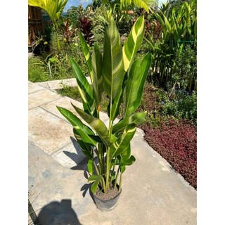 Thiên điểu Thái cẩm thach