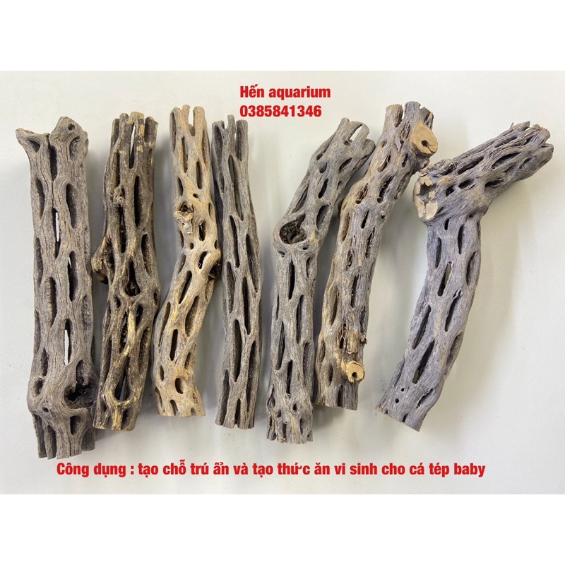 Lũa chola cactus - Lũa xương rồng trang trí bể tép cảnh