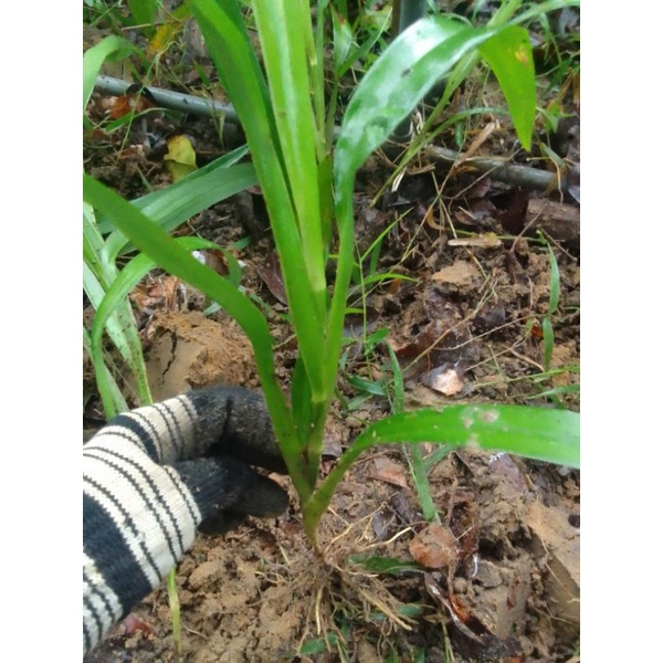 Cây giống cây hương bài